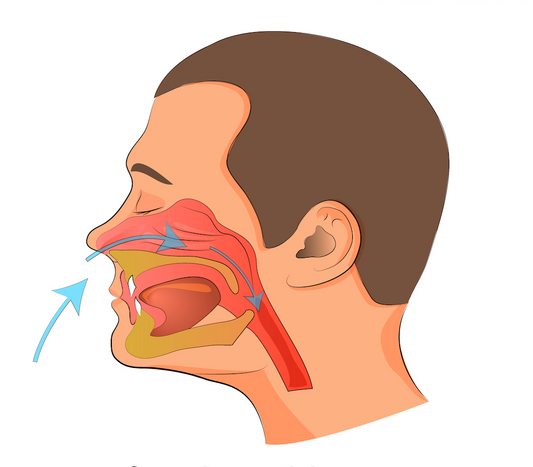 Benefits of Nasal Breathing